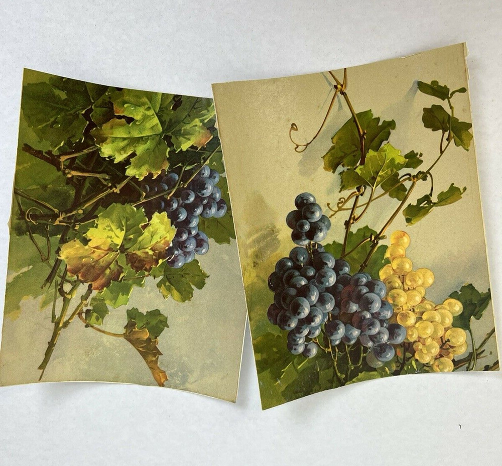 Vintage Prints Grapes and Vines Art Traditional Kitchen Home Fruit 7" x 8.5"